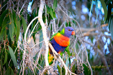 Lorikeet Queensland Australia 