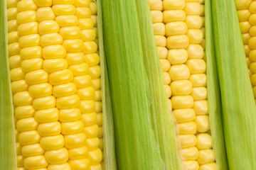 Corn cobs background, close up