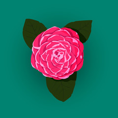 Exotic flower Pink Japanese Camellia