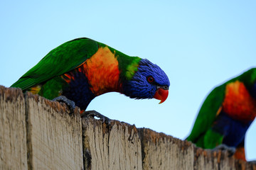 Lorikeet Queensland Australia 