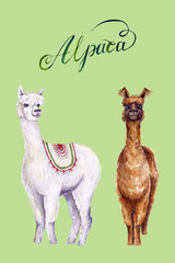 Watercolor alpacas with calligraphic inscription. Colorful illustration isolated on green. Hand painted animals perfect for kids poster, wallpaper, interior design, fabric textile, cases