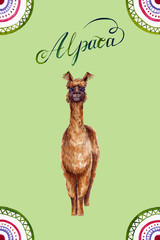Watercolor alpaca with calligraphic inscription and ornament. Colorful illustration isolated on green. Hand painted animal perfect for kids poster, wallpaper, interior design, fabric textile, cases