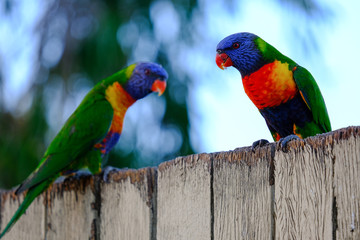Lorikeet Queensland Australia 