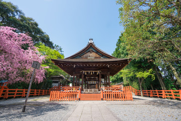 京都　建勲神社の拝殿と桜