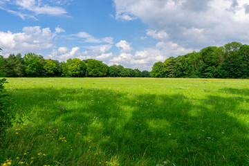 Image of beautiful green meadow with flowers and forest in the background