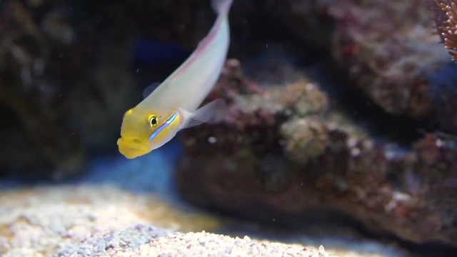 funny closeup of a blue band goby eating rocks, tropical fish specie from the indian and pacific ocean
