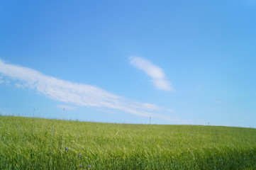 green field and blue sky