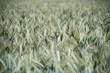 Getreidefeld Roggen Weizen