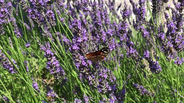 butterfly collect pollen and nectar town from purple lavender flower lavandula during hot summer nice weather pollination insects head pain headache slovakia honey bee video aromatherapy oil relax