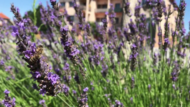 collect pollen and nectar on town square from purple lavender flower during hot summer day nice weather pollination insects head pain headache macro focus slovakia honey bee video aromatherapy oil