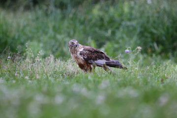 The male The western marsh harrier (Circus aeruginosus) sits on the ground among thick grass. Close-up and detailed photos