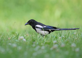 Magpie walks through thick green grass in search of food. Close-up bright photo