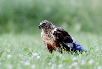 The male The western marsh harrier (Circus aeruginosus) sits on the ground among thick grass. Close-up and detailed photos