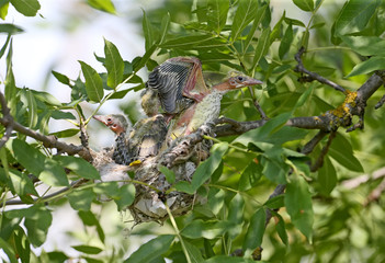Oriole chicks in the nest. Shot at close range close-up. Cool and Cute Future Golden Orioles