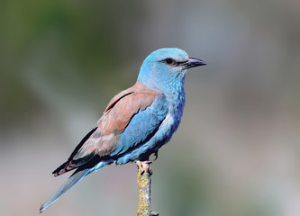 Close-up and vivid photos of the European roller (Coracias garrulus) are sitting on a branch on a beautiful blurred background. Bright colors and detailed pictures