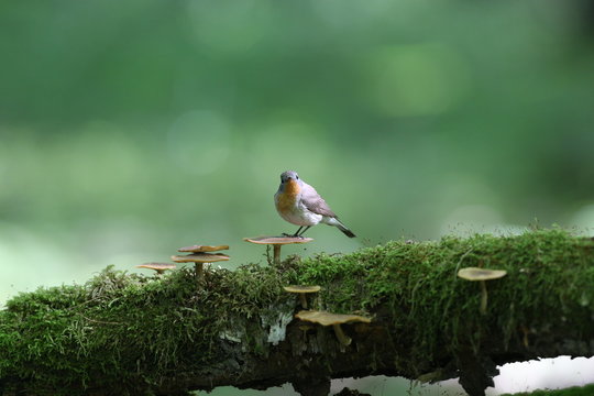 Male red-breasted flycatcher (Ficedula parva) poses on a moss-covered log of mushrooms. Unusual close-up and soft light photos in full color.