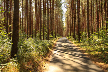 Radweg durch die Schorfheide