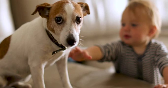 Side view of curious spotted dog in black collar and baby playing on floor