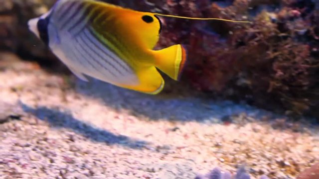 closeup of a threadfin butterfly fish swimming on the bottom of the aquarium, colorful tropical fish specie from the indo-pacific ocean
