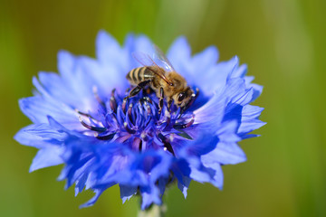 Biene in Kornblume