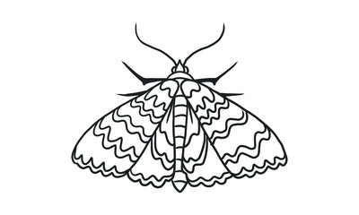 Vector lineart illustration of  butterfly on white background, hand drawn top view  butterfly insect sketch