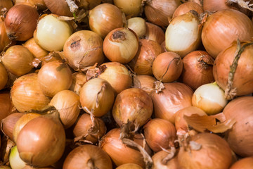 fresh onions on the supermarket counter