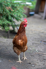Red brown hen bird in the garden on the farm, portrait of utility domestic animal, organic farming in czech village