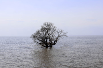 Lonely tree in the lake