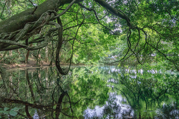 湖のリフレクション