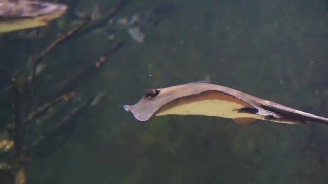 closeup of a common stingray swimming under water, popular tropical fish specie from the atlantic ocean and the mediterranean sea