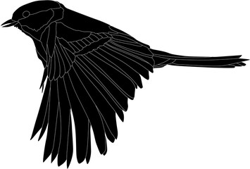 Obraz premium black illustration with great tit in flight silhouette