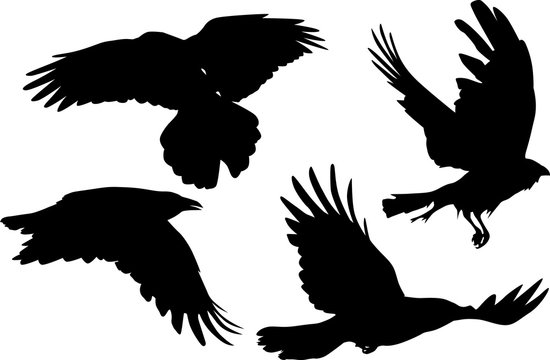 group of four crow silhouettes isolated on white