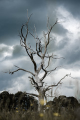 Dead Tree and Moody Sky