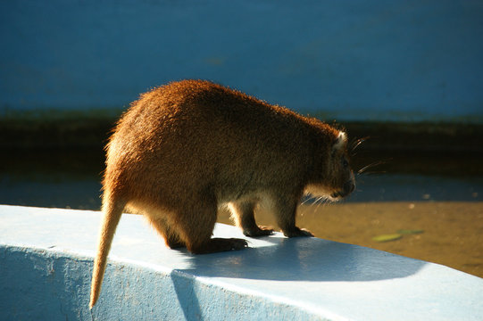  jut&iacute;a enana (Mesocapromys nanus). Jut&iacute;a smaller dwarf capromydes nana. It lives only in Cuba.