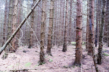 Nature alive and emaciated Forest of trees that have been damaged after the cold winter and the last snowfall