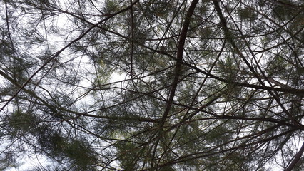 Fototapeta premium a place around pasirputih beach situbondo