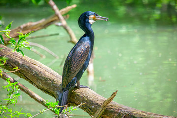 anhinga swallows on branch near river