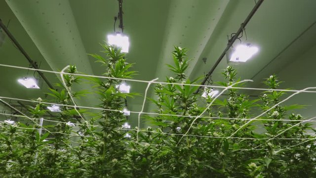 Mature marijuana plants growing in an indoor grow operation with lights overhead.