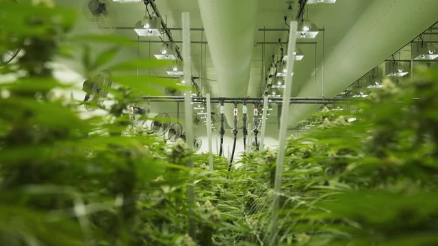 Large indoor marijuana grow operation. Shot in 4K.