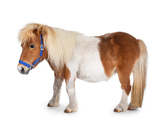 Brown with white Shetland pony, standing side ways. Looking straight ahead. Isolated on a white...