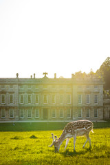 Deer Grazing Outside Old Country Estate House