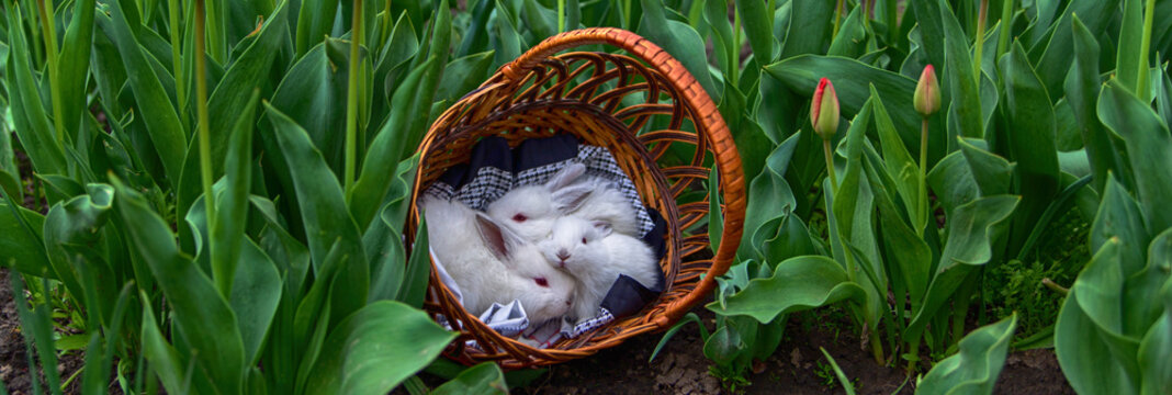 small fluffy white rabbits bunnies with red eyes close up in wicker basket among tulips in early spring