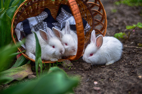 Little white red-eyed rabbits sit in a wicker brown basket of veins on a field of red and yellow tulips