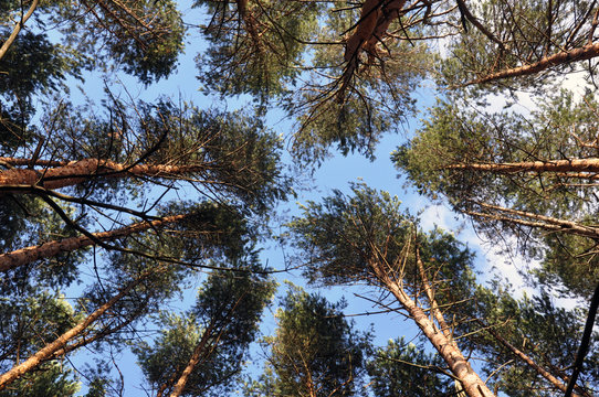 Bottom view of tall old trees in evergreen primeval forest.