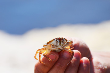 Close-up sea crab in arms on sea background,photo