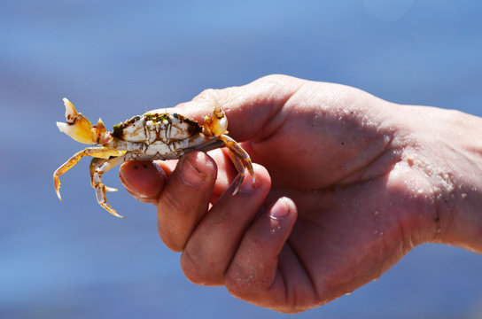 Close-up sea crab in arms on sea background,photo