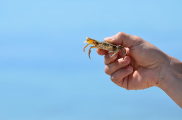 Close-up sea crab in arms on sea background,photo