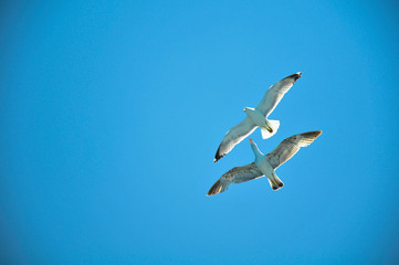 Fototapeta na wymiar Seagulls flying in clear sky