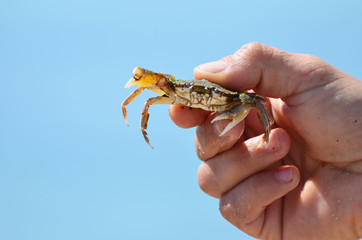 Close-up sea crab in arms on sea background,photo