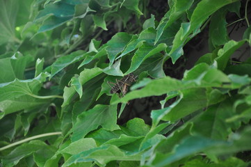 Grey locust on green background